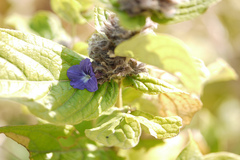 Neuracanthus sphaerostachys